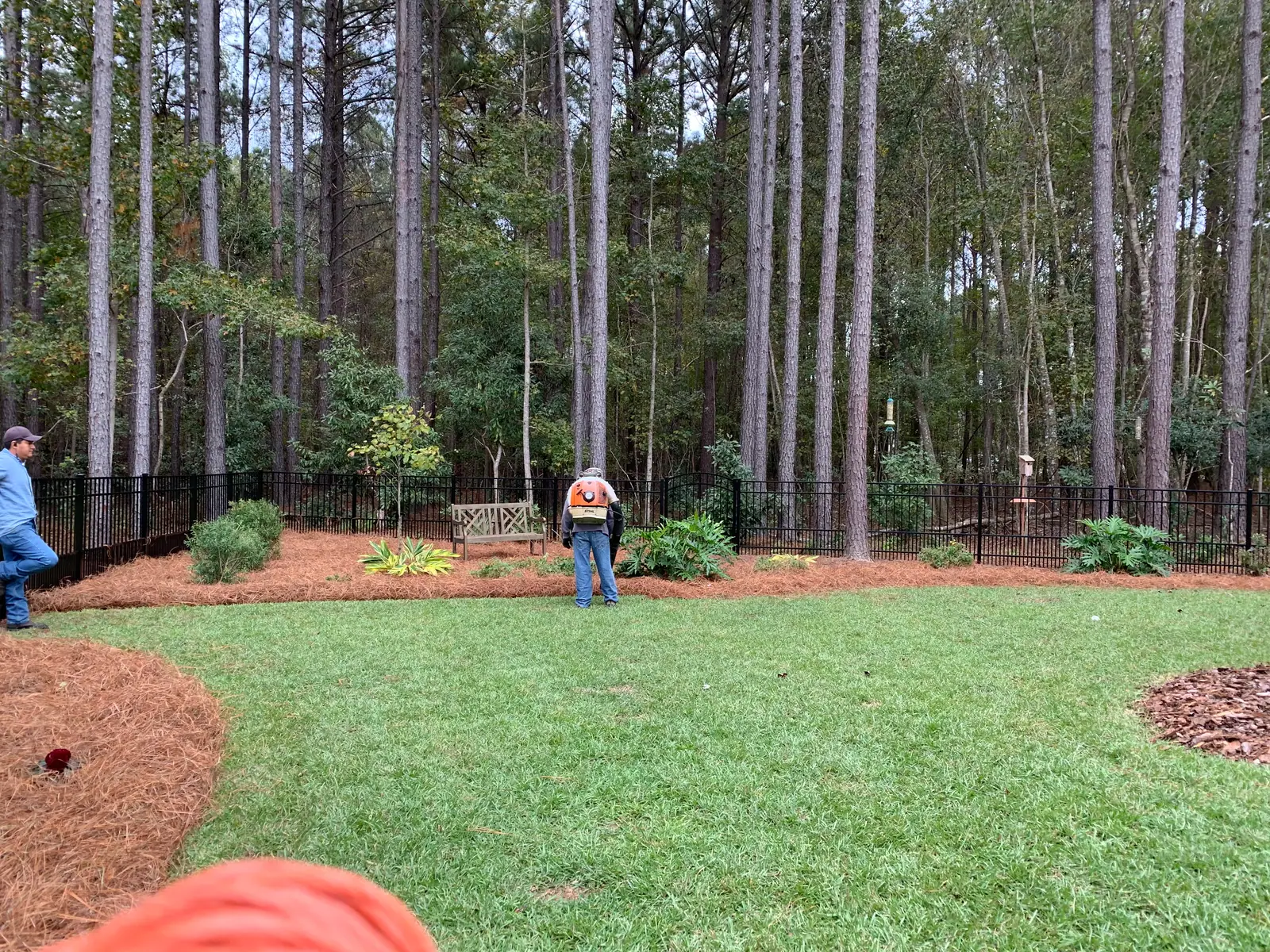 A freshly mulched landscape with longleaf pinestraw